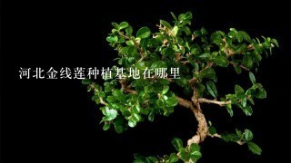 河北金线莲种植基地在哪里