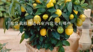 广东盆栽植物适合室内常见有哪些