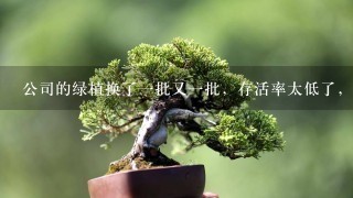 公司的绿植换了1批又1批，存活率太低了，领导喊换1家好1点的公司，大家有推荐的吗？