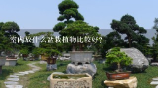 室内放什么盆栽植物比较好?