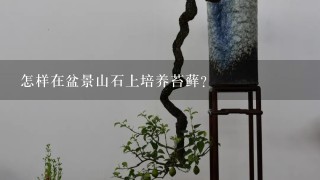 怎样在盆景山石上培养苔藓？