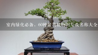 室内绿化必备，60种盆栽植物图片及名称大全