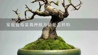 家庭蓝莓盆栽种植方法是怎样的