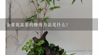 金雀花盆景的修剪方法是什么？