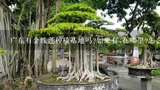 广东有金线莲种植基地吗?如果有,在哪里?怎么联系？