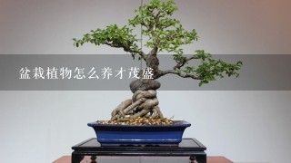 盆栽植物怎么养才茂盛