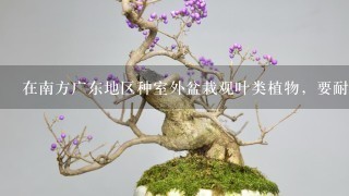 在南方广东地区种室外盆栽观叶类植物，要耐太阳晒，4季常青的。请问有哪些？