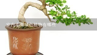 室内小型绿色植物有哪些