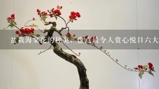 盆栽海棠花的种类，盘点最令人赏心悦目6大种类