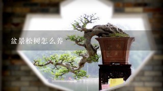 盆景松树怎么养