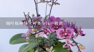 细叶榕树绿化树多少钱1棵苗