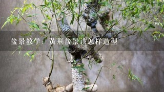 盆景教学：黄荆盆景该怎样造型