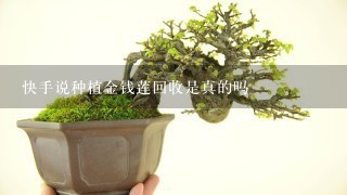 快手说种植金钱莲回收是真的吗