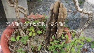 室内选什么绿色植物，怎么选？