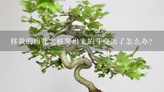 移栽的梅花老桩发出来的芽变黑了怎么办？