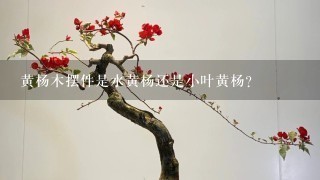 黄杨木摆件是水黄杨还是小叶黄杨？