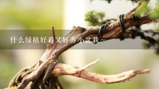 什么绿植好看又好养小盆栽～