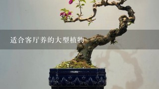 适合客厅养的大型植物