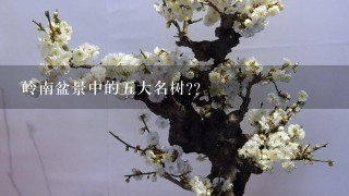 岭南盆景中的5大名树??