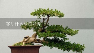 客厅什么绿植好养