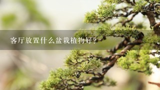 客厅放置什么盆栽植物好？