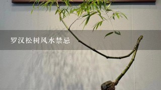 罗汉松树风水禁忌