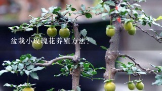 盆栽小玫瑰花养殖方法？