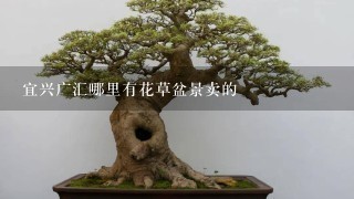 宜兴广汇哪里有花草盆景卖的