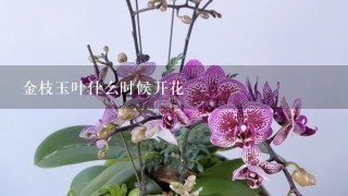 金枝玉叶什么时候开花