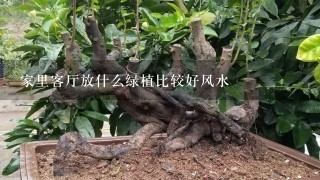 家里客厅放什么绿植比较好风水