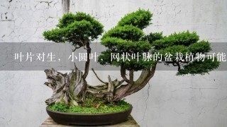 叶片对生，小圆叶，网状叶脉的盆栽植物可能是什么？？很可爱的植物~