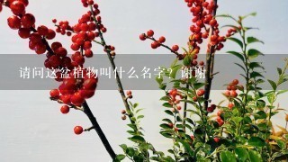 请问这盆植物叫什么名字？谢谢