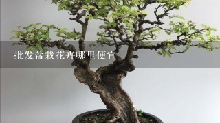 批发盆栽花卉哪里便宜