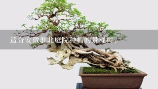 适合安徽淮北庭院种植的景观树？