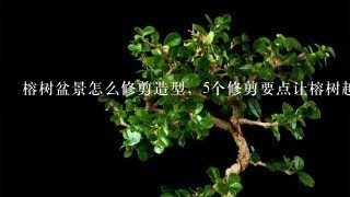 榕树盆景怎么修剪造型，5个修剪要点让榕树越长越好看