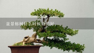 盆景榕树什么时候修剪好