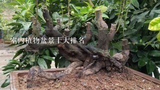 室内植物盆景十大排名