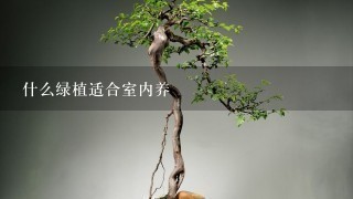 什么绿植适合室内养