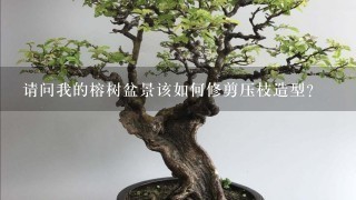 请问我的榕树盆景该如何修剪压枝造型？