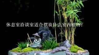 休息室洽谈室适合摆放什么室内植物？