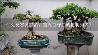 什么花容易养活，室内最好养的植物排名？