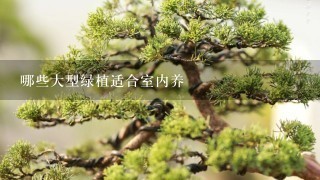 哪些大型绿植适合室内养