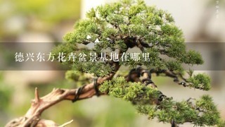 德兴东方花卉盆景基地在哪里