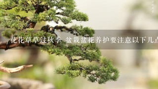 花花草草过秋季 盆栽盆花养护要注意以下几点