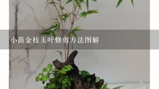 小苗金枝玉叶修剪方法图解