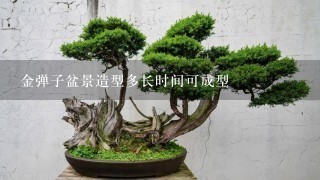 金弹子盆景造型多长时间可成型