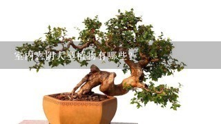 室内喜阴大型植物有哪些？