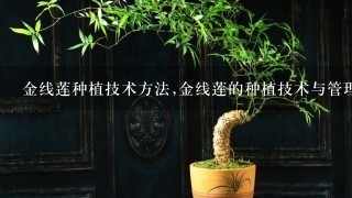 金线莲种植技术方法,金线莲的种植技术与管理