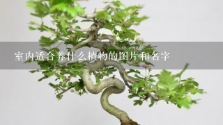 室内适合养什么植物的图片和名字