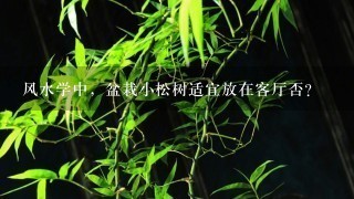 风水学中，盆栽小松树适宜放在客厅否？